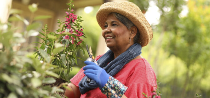 Senior adult woman enjoys gardening in home flower bed.