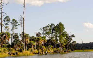 Lowcountry
